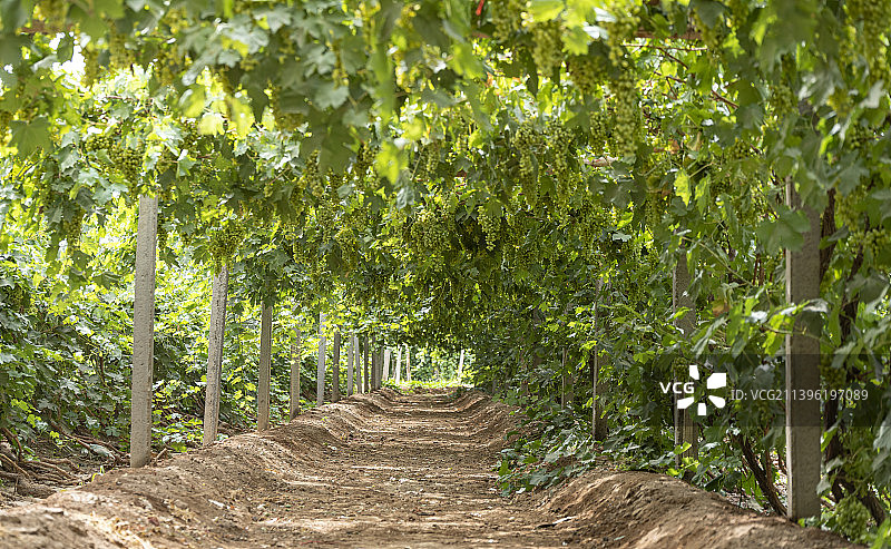 中国新疆吐鲁番葡萄果园种植图片素材