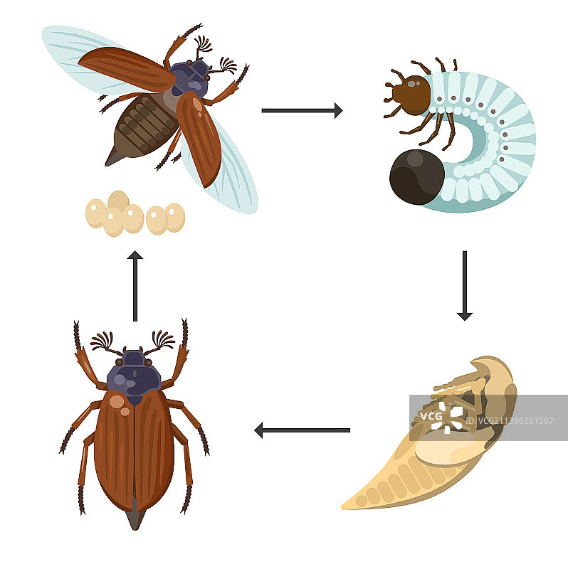 金龟子生长周期图片素材
