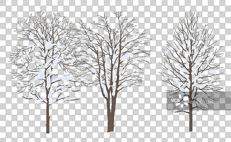 冬天有积雪的三棵枯树图片素材