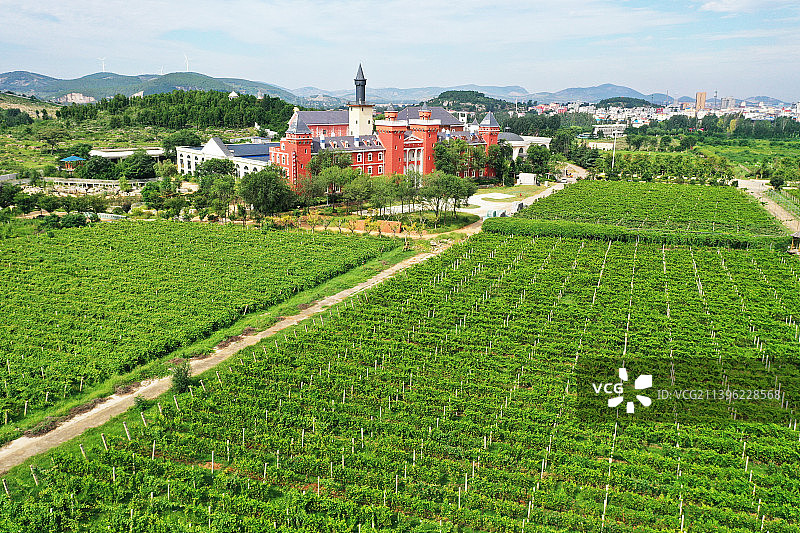 山东枣庄山亭区汉诺葡萄庄园图片素材