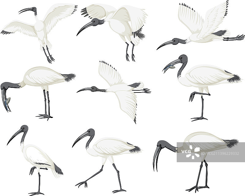 澳洲白环素材图片素材