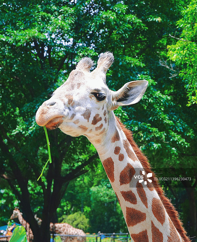 长颈鹿在动物园图片素材