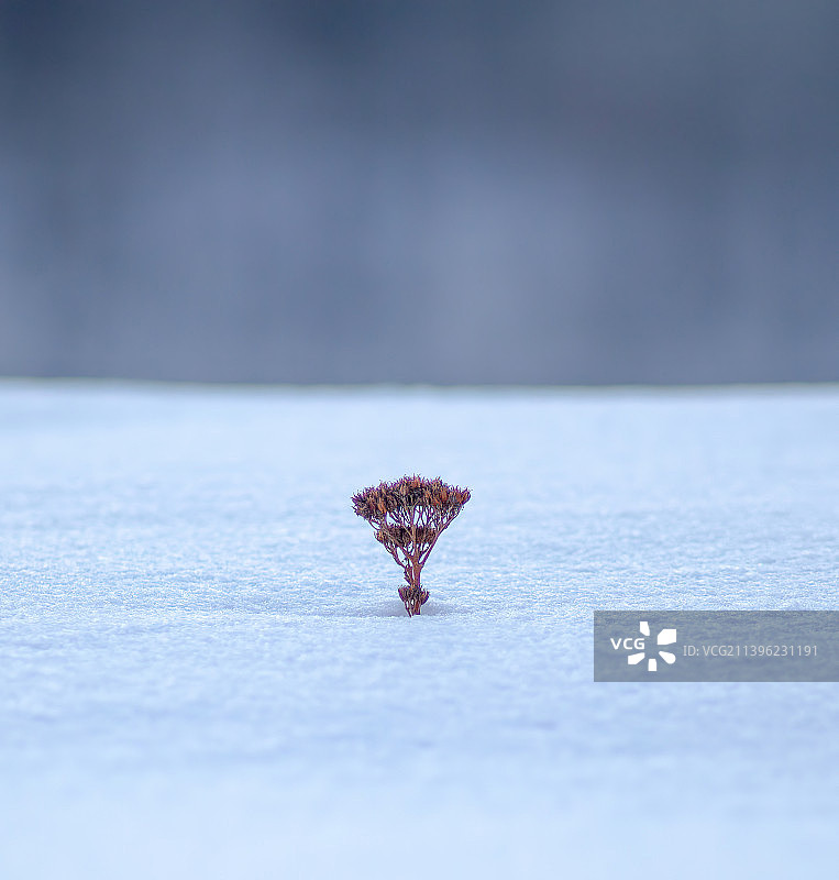阿尔山冬季雪后景色图片素材