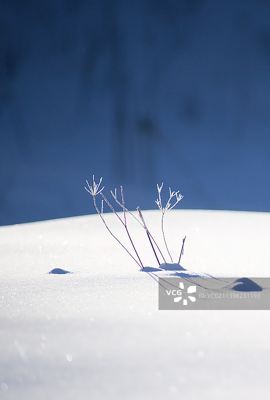 阿尔山冬季雪后景色图片素材