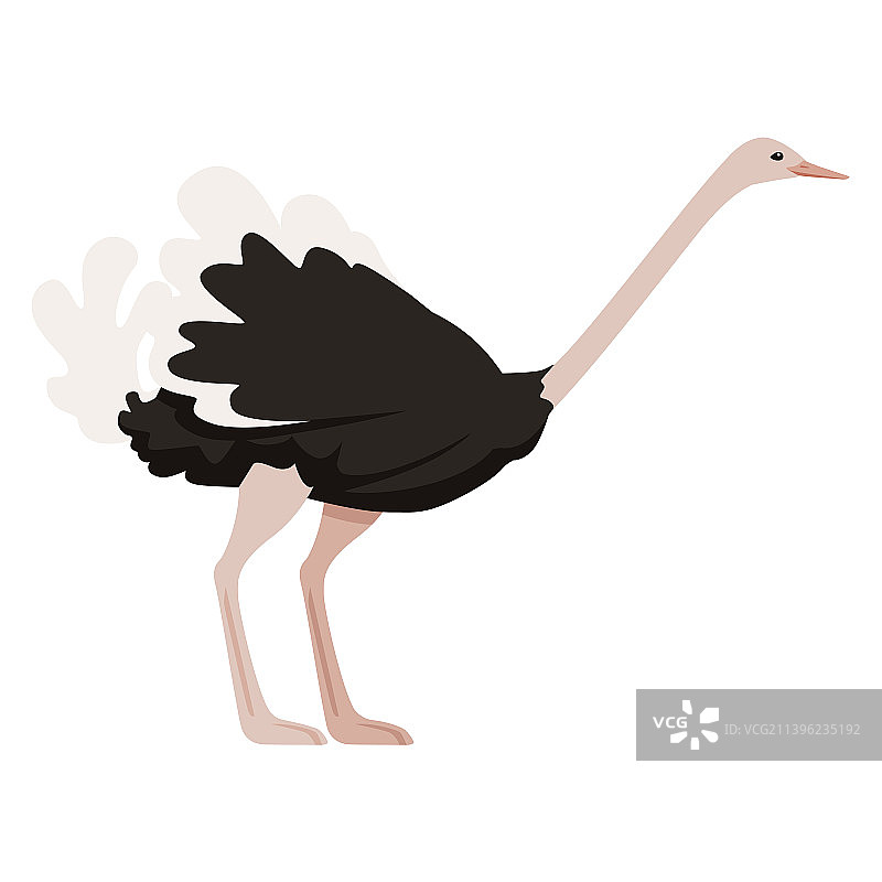 非洲不会飞的可爱双腿鸵鸟图片素材