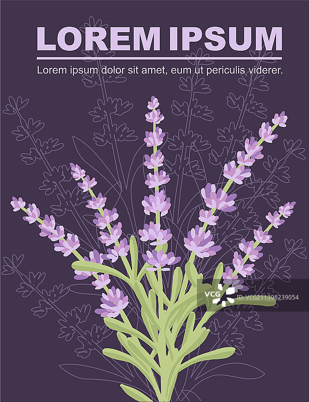 彩色薰衣草花夏季草本植物图片素材