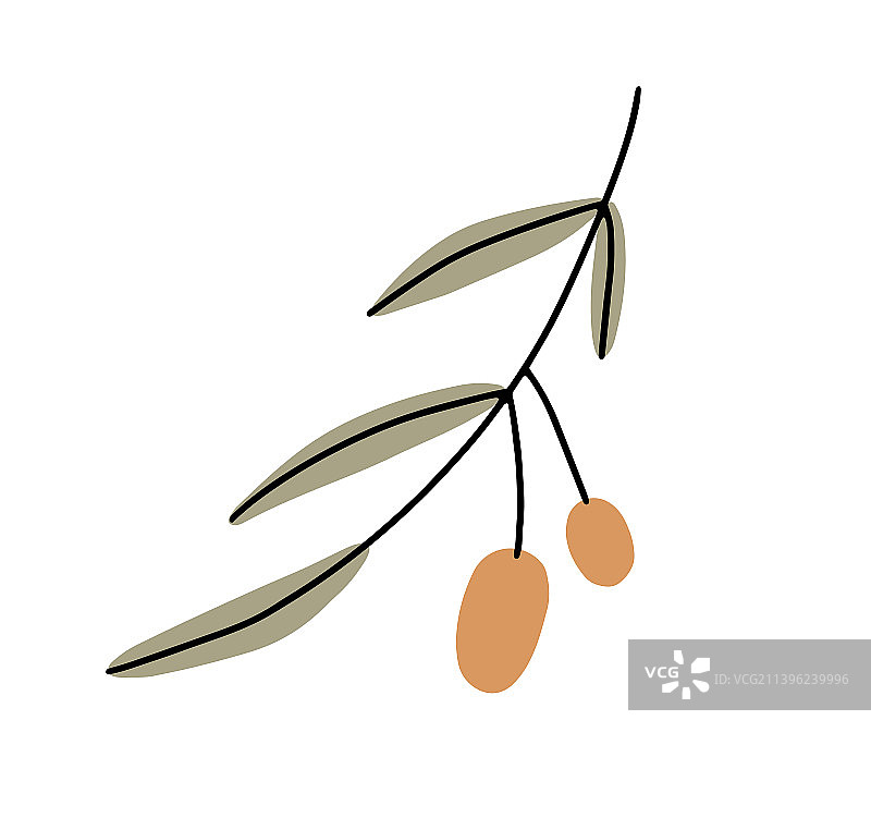 橄榄和树叶希腊水果植物绿色图片素材