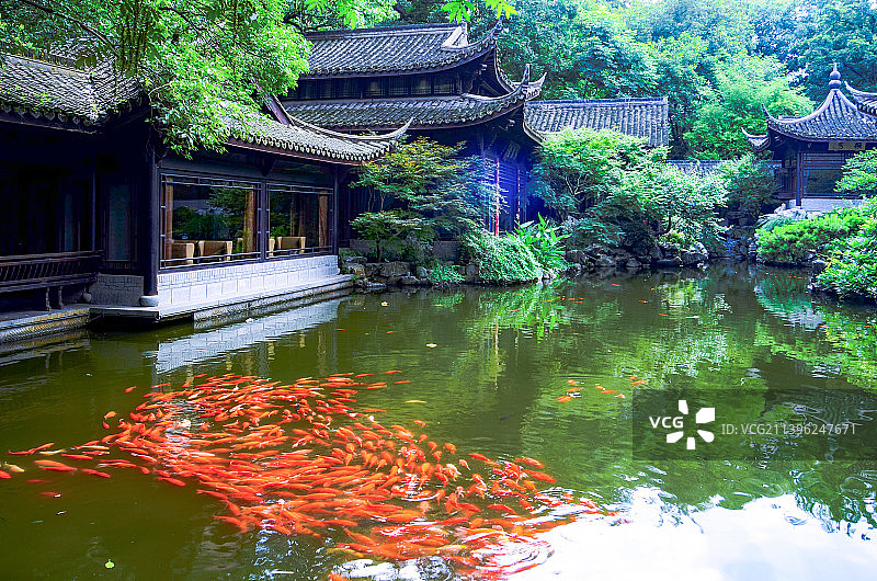 杭州西湖花港观鱼图片素材