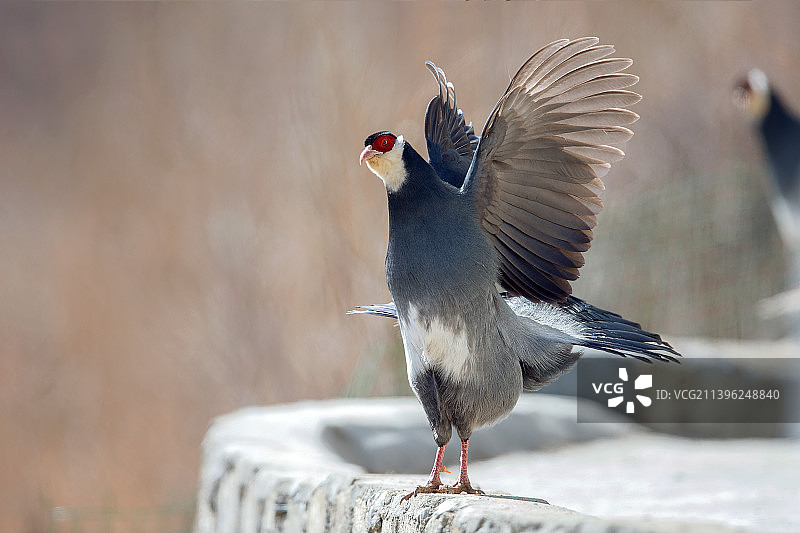 藏马鸡图片素材