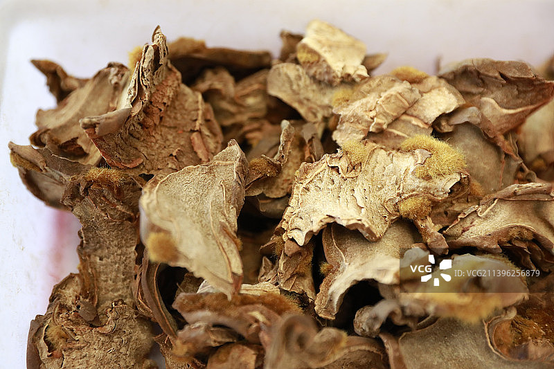 金毛狗脊图片素材