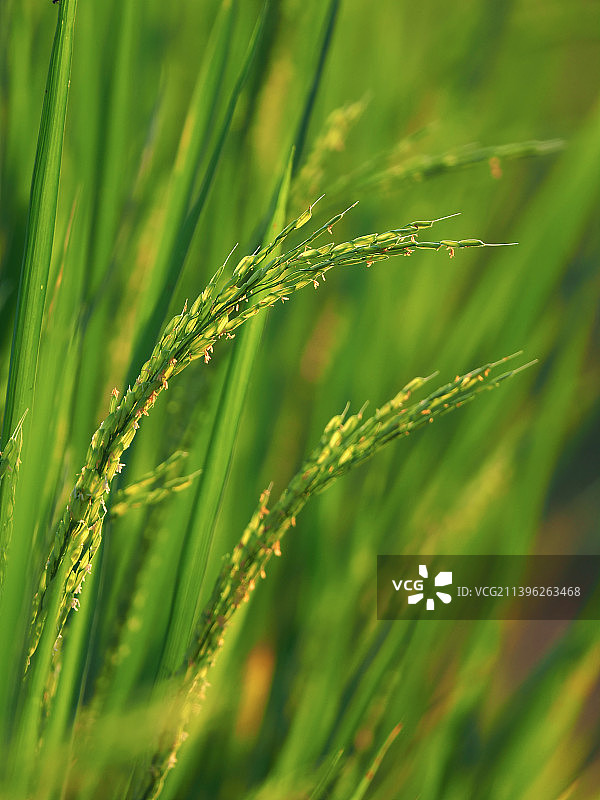 稻花香图片素材