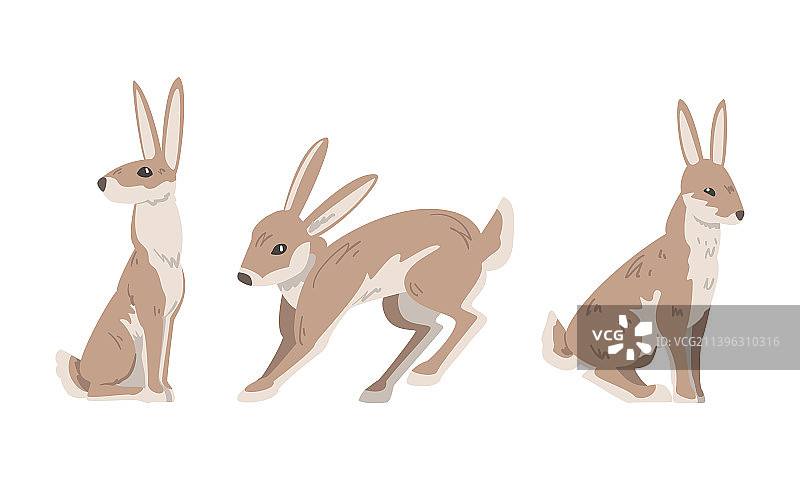 长耳朵的野兔图片素材