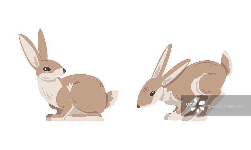 长耳朵的野兔图片素材