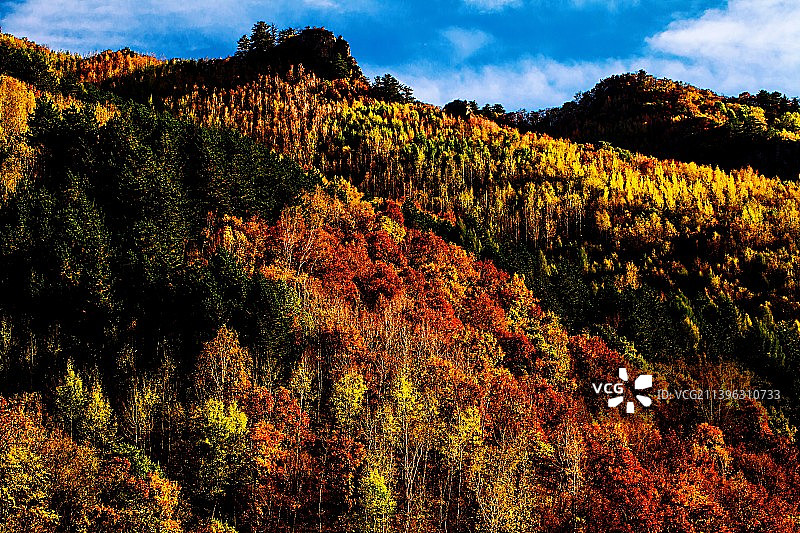 七彩秋林•坝上风光图片素材