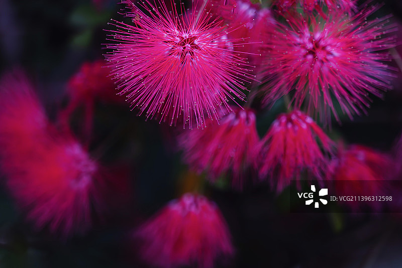 朱缨花图片素材