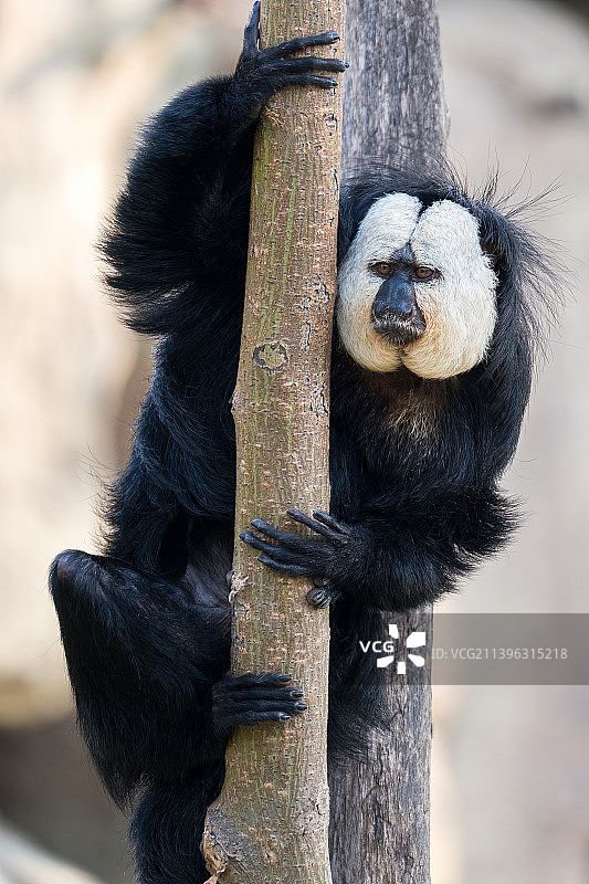白面狐尾猴图片素材