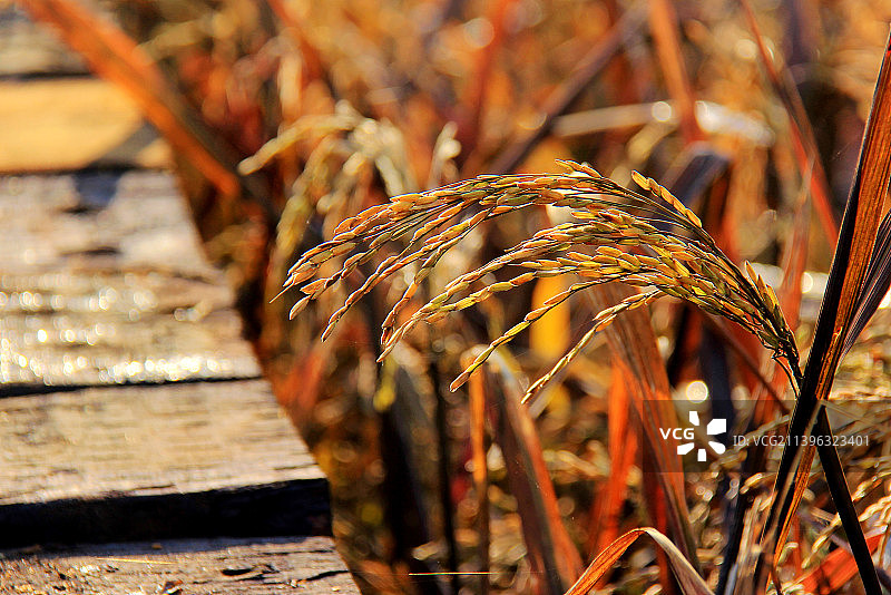 阳光下成熟的彩色水稻图片素材