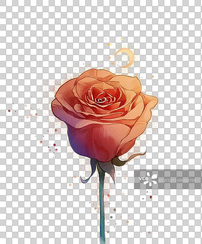 月亮玫瑰图片素材