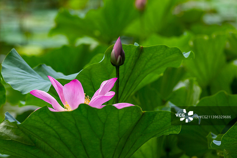 盛开的荷花图片素材