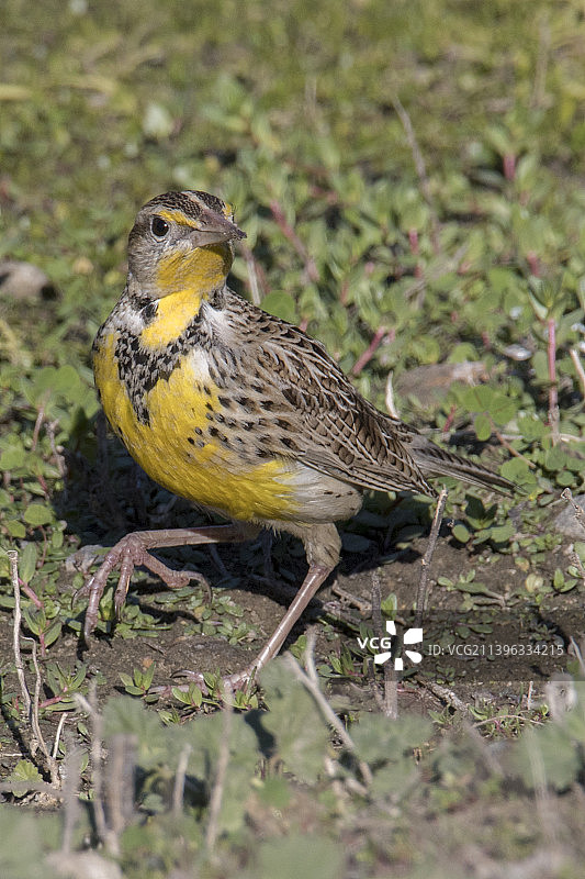 西方草地鹨图片素材