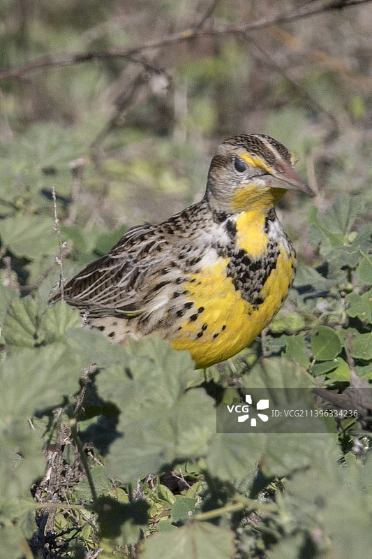 西方草地鹨图片素材