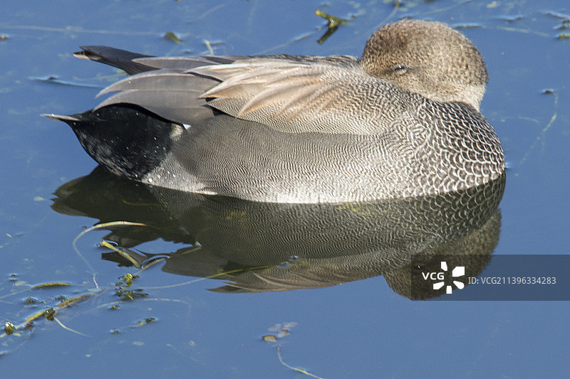 赤膀鸭雄性睡觉图片素材