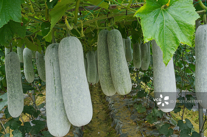 广西南宁：夏日大棚冬瓜硕果累累图片素材