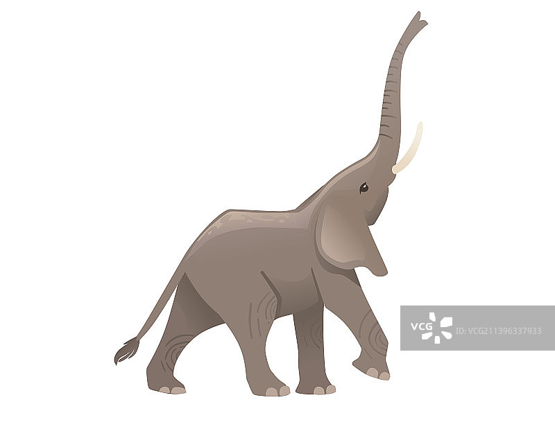 可爱的成年象抬起鼻子散步图片素材