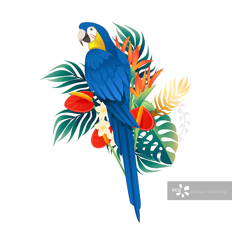 可爱的金刚鹦鹉栖息在绿叶和红色植物旁图片素材