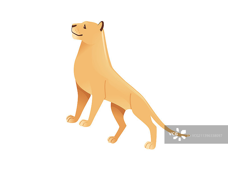 成年非洲母狮：野生食肉猫科动物图片素材