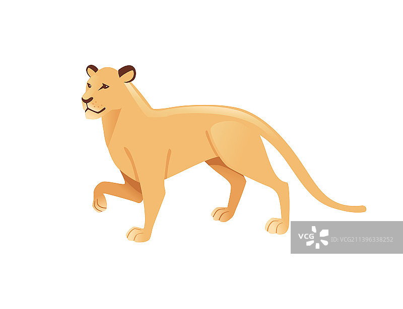 成年非洲母狮：野生食肉猫科动物图片素材