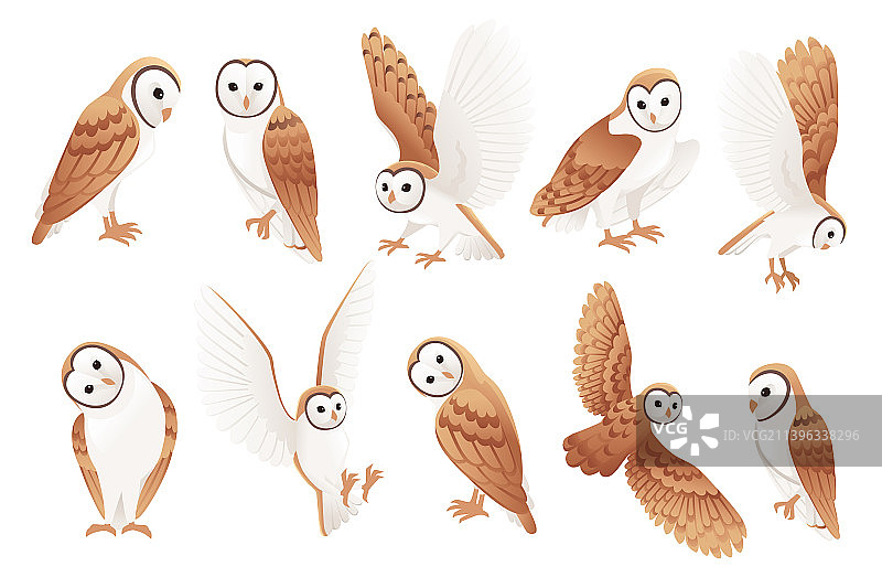 可爱的仓鸮合集图片素材