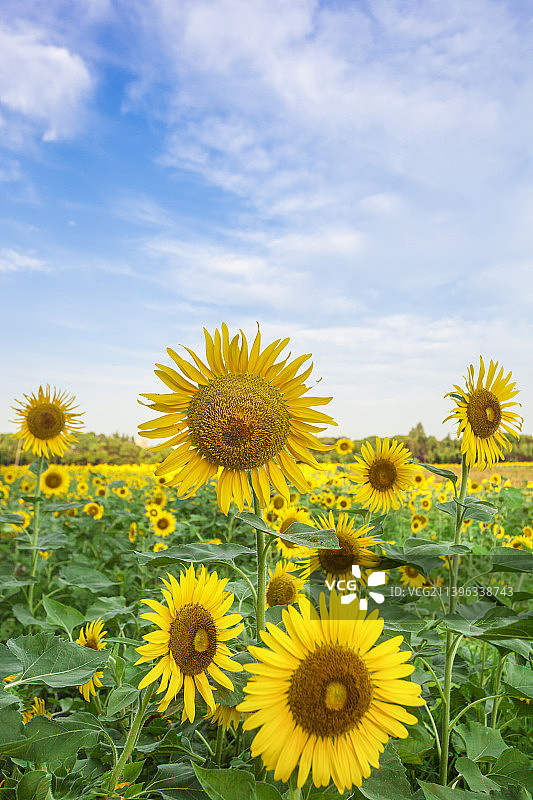 无锡城市葵花地景观图片素材
