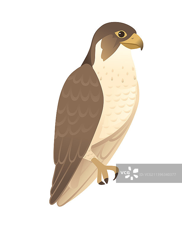 卡通成年猎鸟隼图片素材