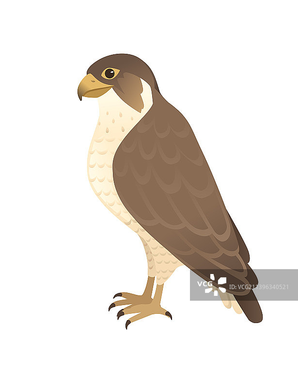 卡通成年猎鸟隼图片素材