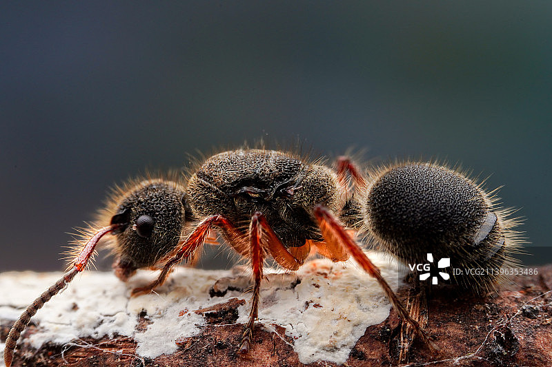 好看的小蚂蚁图片素材