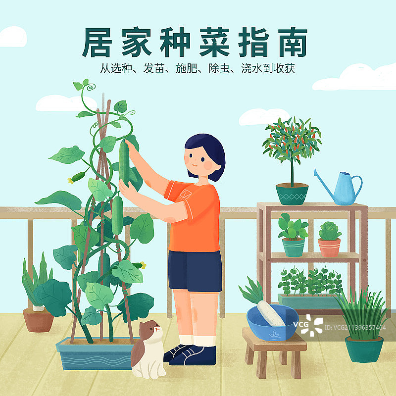 女孩在家的阳台种菜摘菜图片素材
