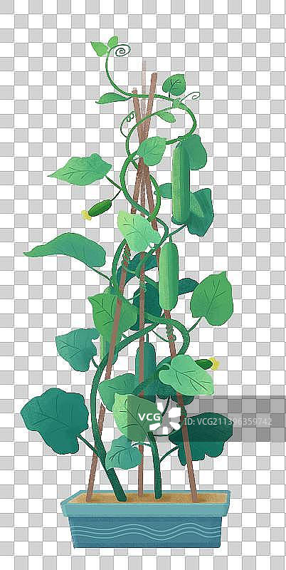 黄瓜藤蔓瓜架瓜苗种植图片素材