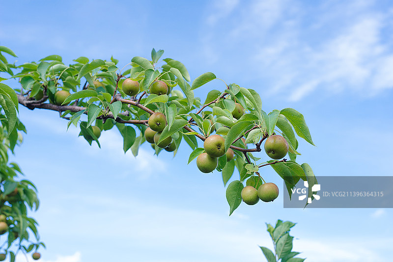 硕果累累图片素材