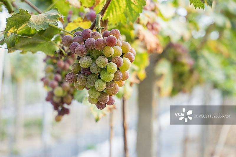 葡萄园里悬挂着沉甸甸的巨峰葡萄图片素材