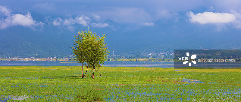 拉市海的湖心树图片素材