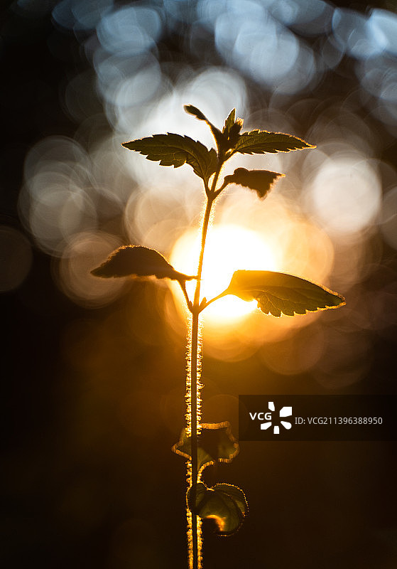 一颗草图片素材