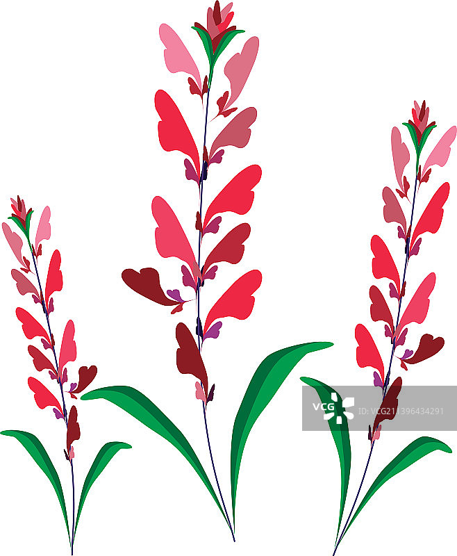 红色鼠尾草花图片素材