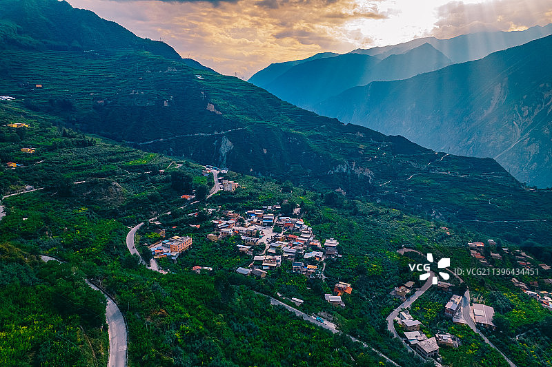 茂县李子种植情况 数万亩李子林在河谷内生长并成熟图片素材