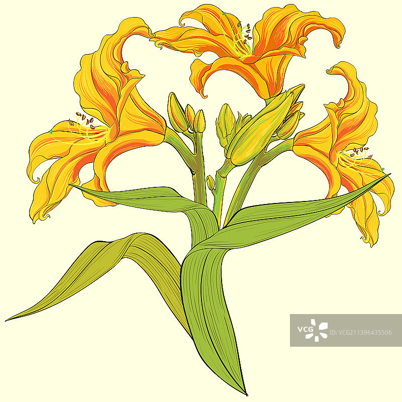 萱草花蕾和叶子花卉数字艺术图片素材