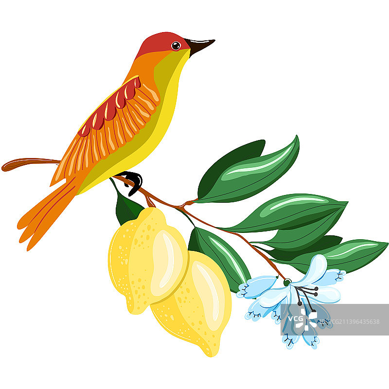 小鸟与带水果的树枝图片素材