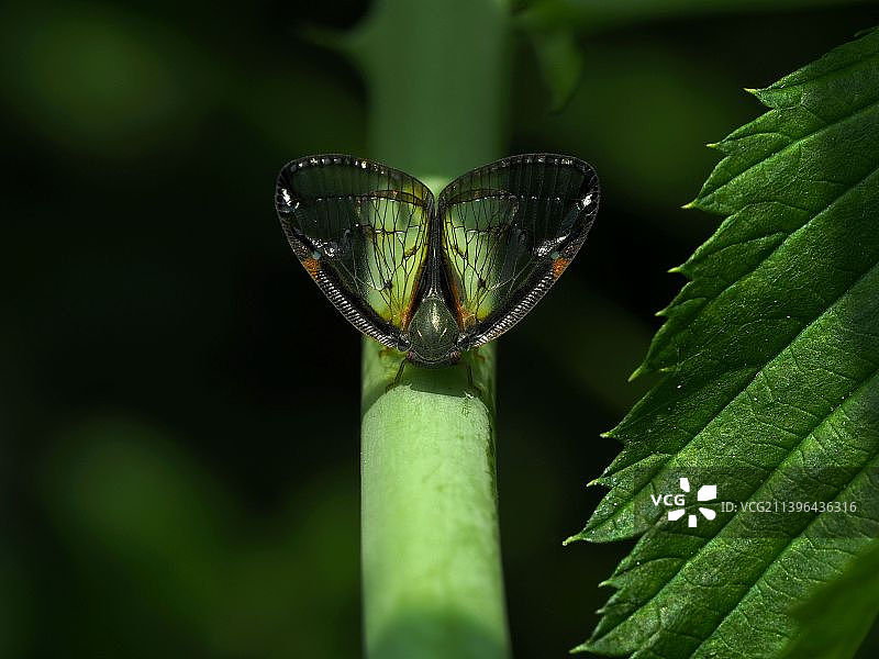 植物上蜡蝉特写镜头图片素材