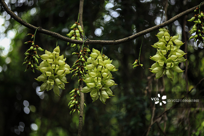 禾雀花图片素材