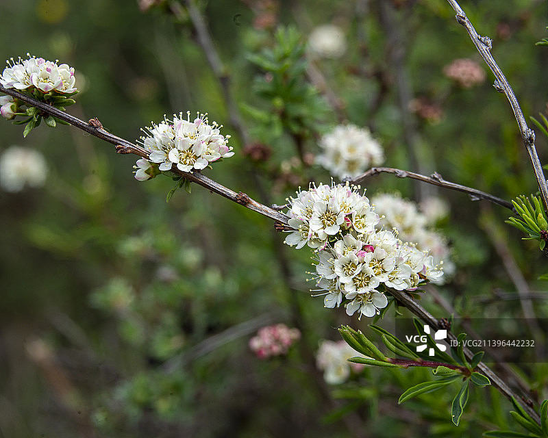 绣线菊图片素材