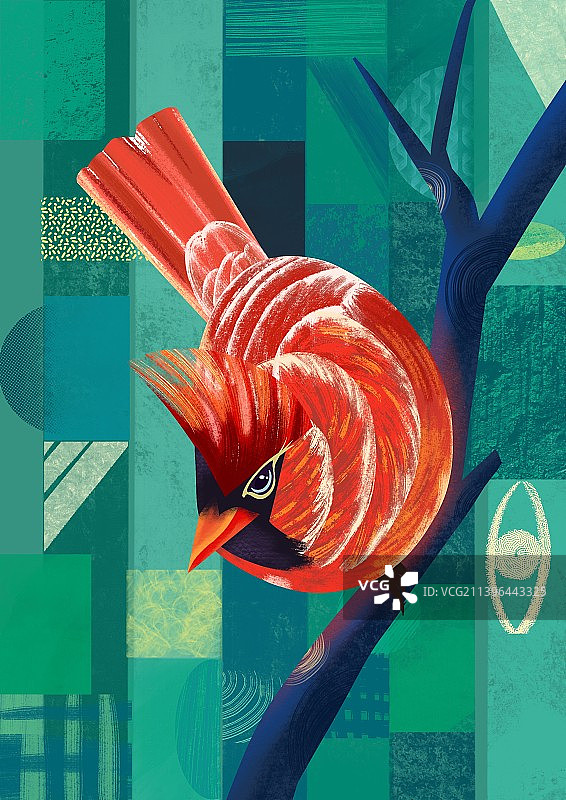 保护动物多样性鸟类图片素材